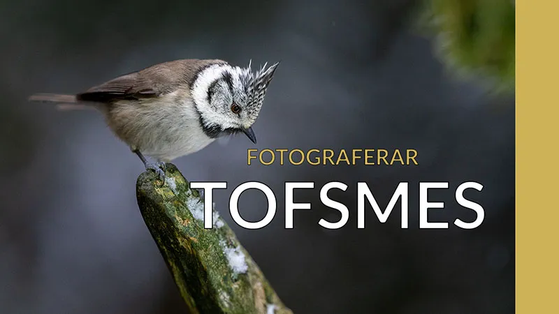 Fotograferar den skogspräglade tofsmesen.