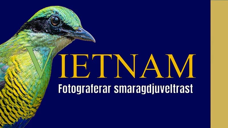 Vietnam – Fotograferar Smaragdjuveltrast.