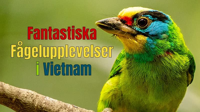 Fantastiska Fågelupplevelser i Vietnam.