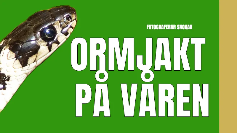 Ormjakt på våren – Fotograferar snokar.