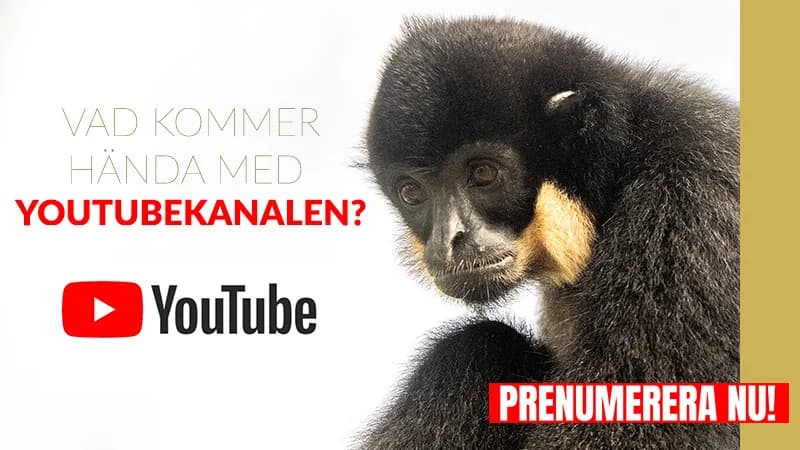 Vad kommer att hända med min Youtubekanal?!