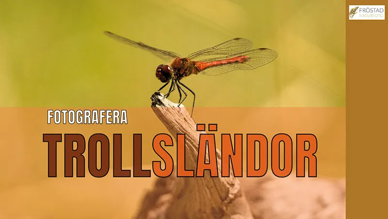 Börja Fotografera Trollsländor – 5 bra tips!