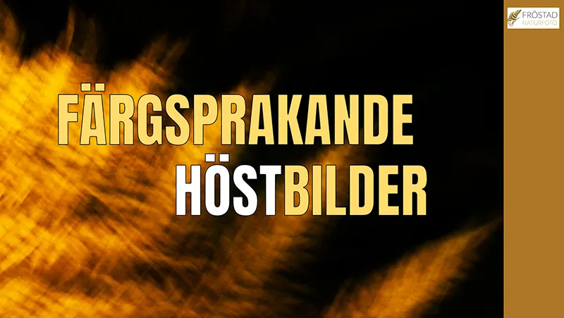Skapa färgsprakande bilder med rörelser!