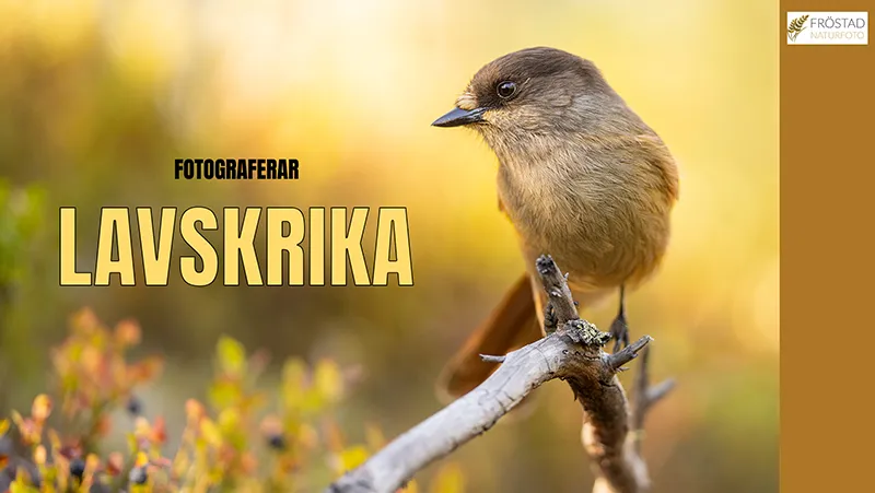 Fotograferar lavskrika – mina bästa råd & tips!