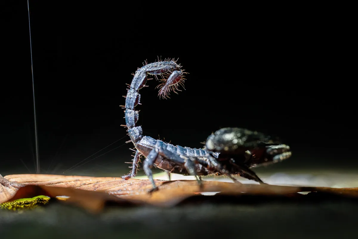 Skorpion & ficklampa