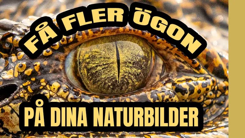 Så kan du nå ut bättre med dina naturbilder!