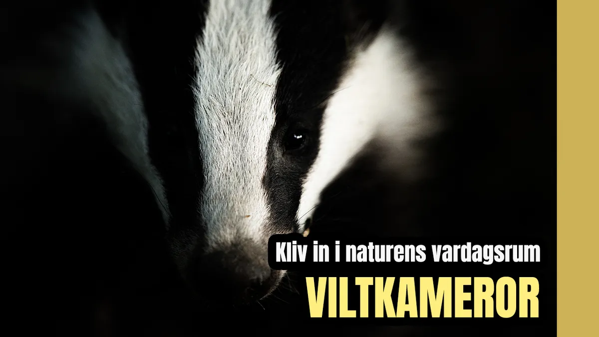 Kliv in i naturens vardagsrum : En guide om viltkameror