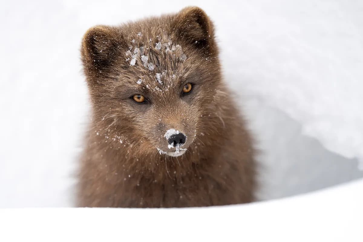 Priser för fjällrävsbilder