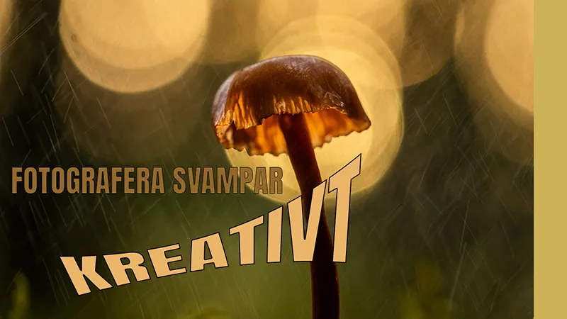 Kreativ svampfotografering i gammelskogen | Tips och Tekniker