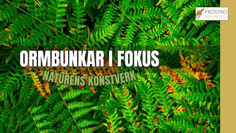 Så fotograferar jag ormbunkarnas färgpalett