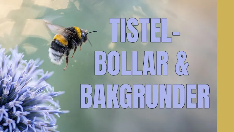 Tistelbollar & bakgrunder