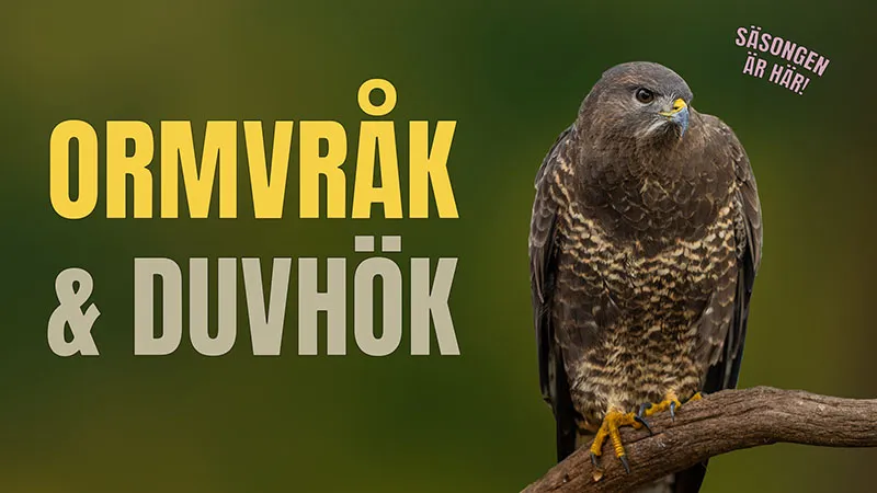 Ormvråk & duvhök – säsongen är här!