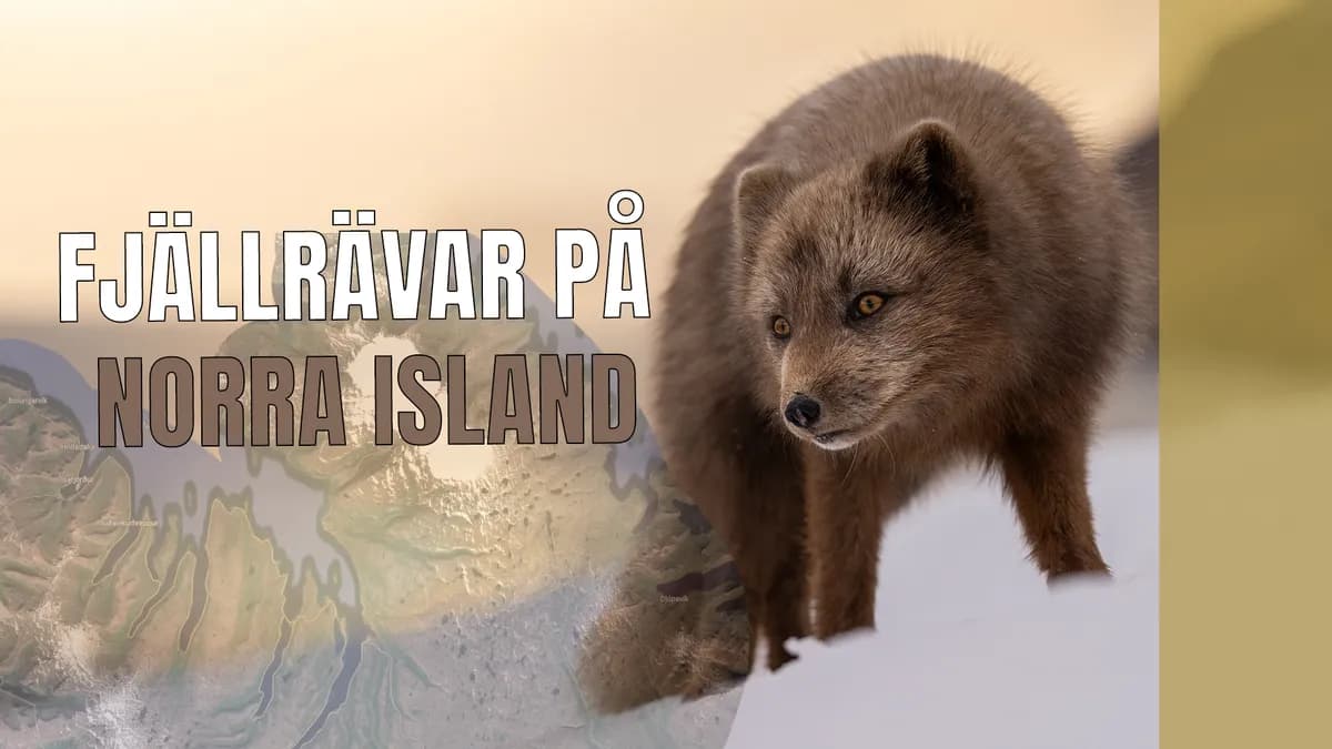 Fotograferar fjällrävar på norra Island