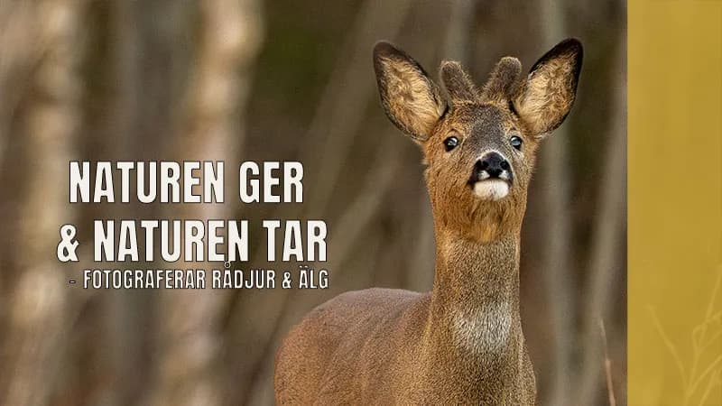 Naturen ger & naturen tar – fotograferar rådjur & älg