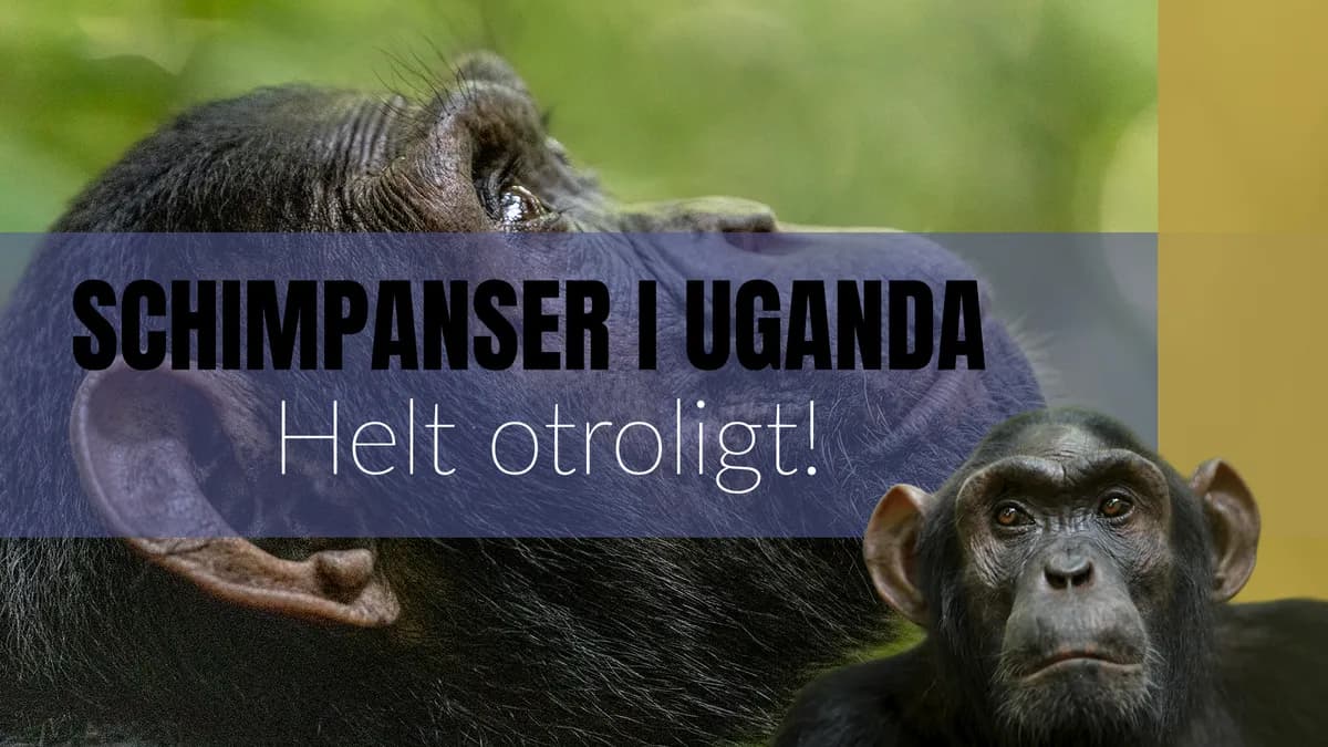 Så här känns det att möta schimpanser i det vilda – Min resa i Uganda