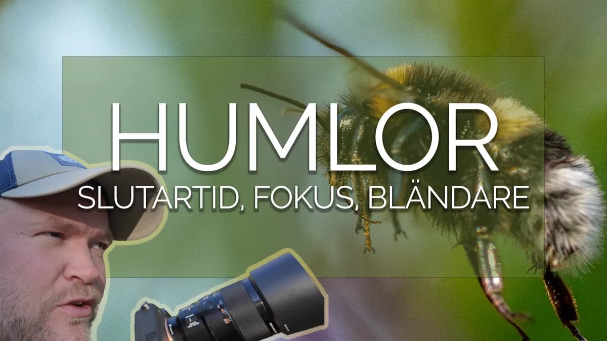 Humlor i luften, slutartider och AF som fungerar