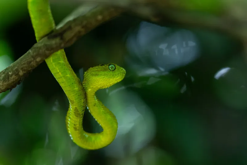 Fotografera orm – från exotiska resmål