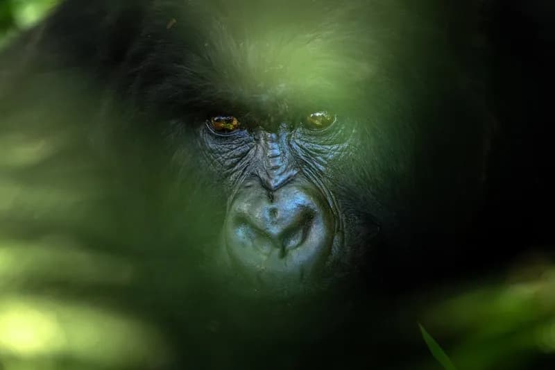 Bergsgorillor i Uganda, så tog jag det mjuka porträttet