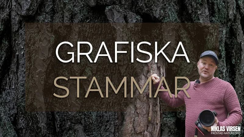 Komprimera gammelskogen med 70 till 200, linjer och lager i dimma