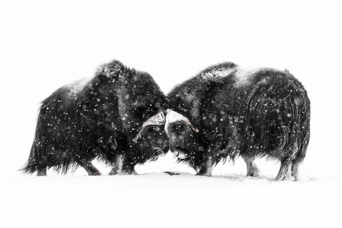 Myskoxe i snöstorm
