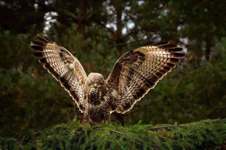 Lågmält ljus och rovfåglar – Dick Wåhlin besöker Fröstad Naturfotos fotogömslen