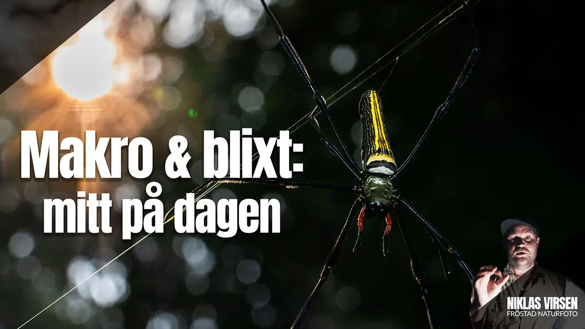 Makrofoto mitt på dagen: Därför ska du använda blixt för bättre makrobilder