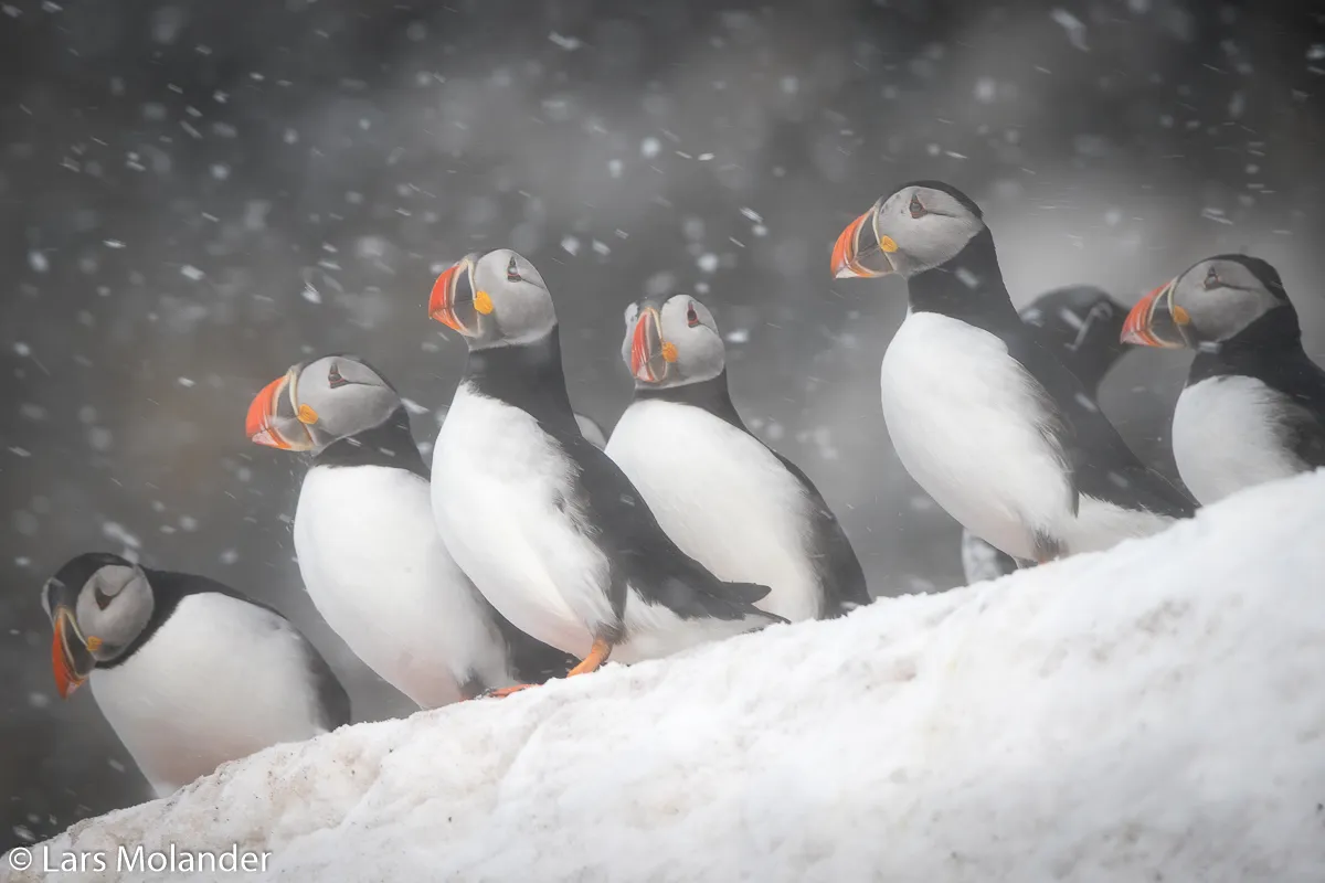 Varanger 2019 Lars Molander