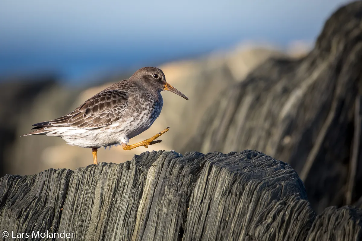 Varanger 2019 Lars Molander