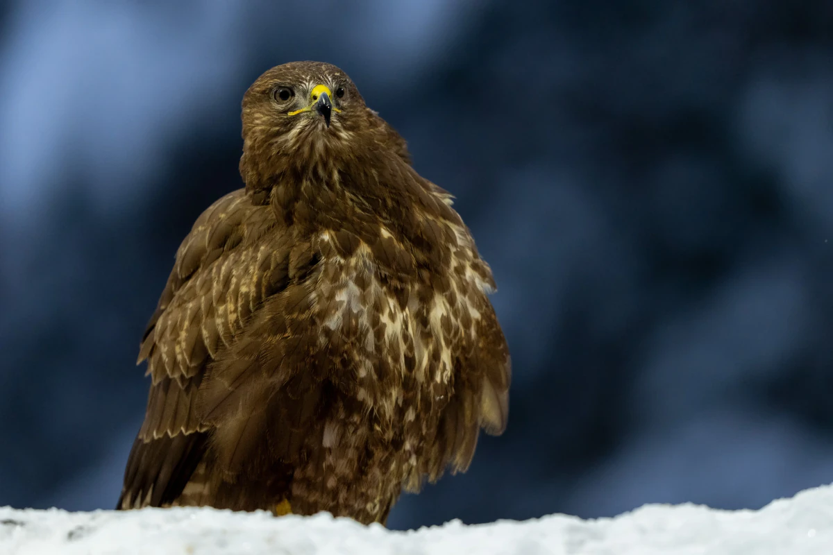 Ormvråk fotograferad från fotogömslet utanför Mantorp — Fröstad Naturfoto