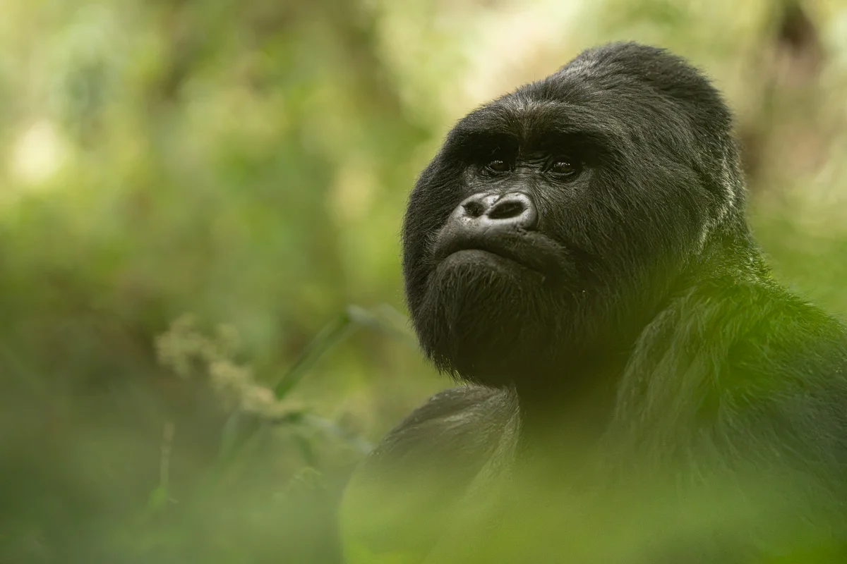 Den här bilden på en bergsgorilla med kraftig, mjuk bokeh i bakgrunden har jag fått arbeta med ganska mycket för att försöka att få bort högdagrarna i bakgrunden. Som ni ser så finns det en högdager precis över bergsgorillan och en lite upp till vänster. Jag tycker ändå att bilden fungerar, men jag har arbetat med att få bort dem genom att dra ner högdagrarna i efterbehandlingen.