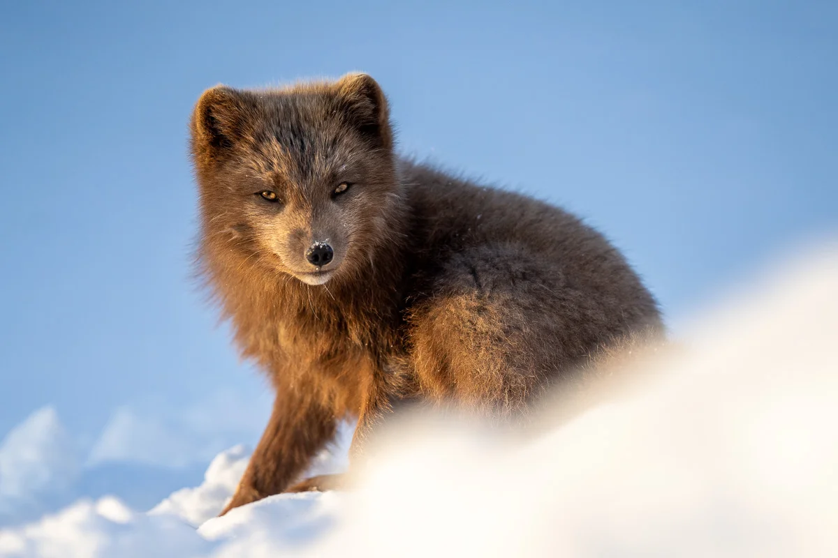 Fjällräv fotograferad i snö på Island