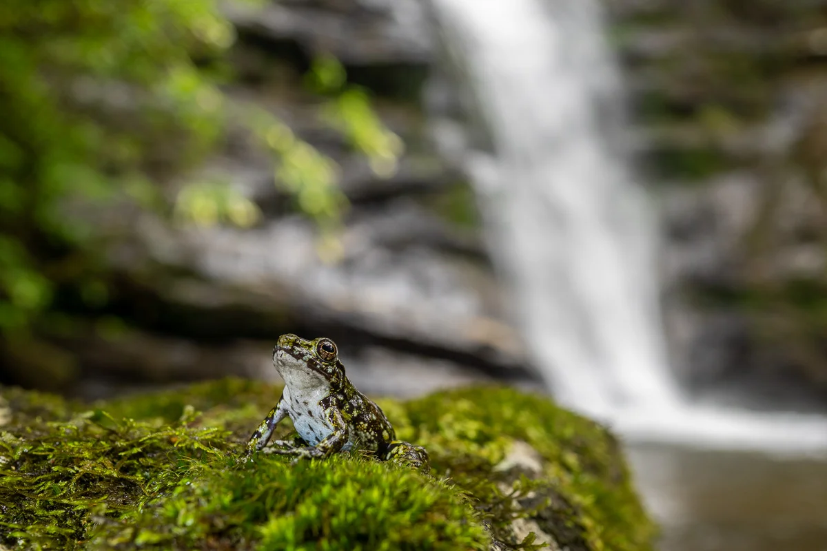 Valet av objektiv kan helt förändra hur vi ser en bild. Om den här amfibien var fotograferad med ett teleobjektiv så skulle vi inte alls överhuvudtaget se miljön runtomkring. Den är alltså fotograferad med en vidvinkel.
