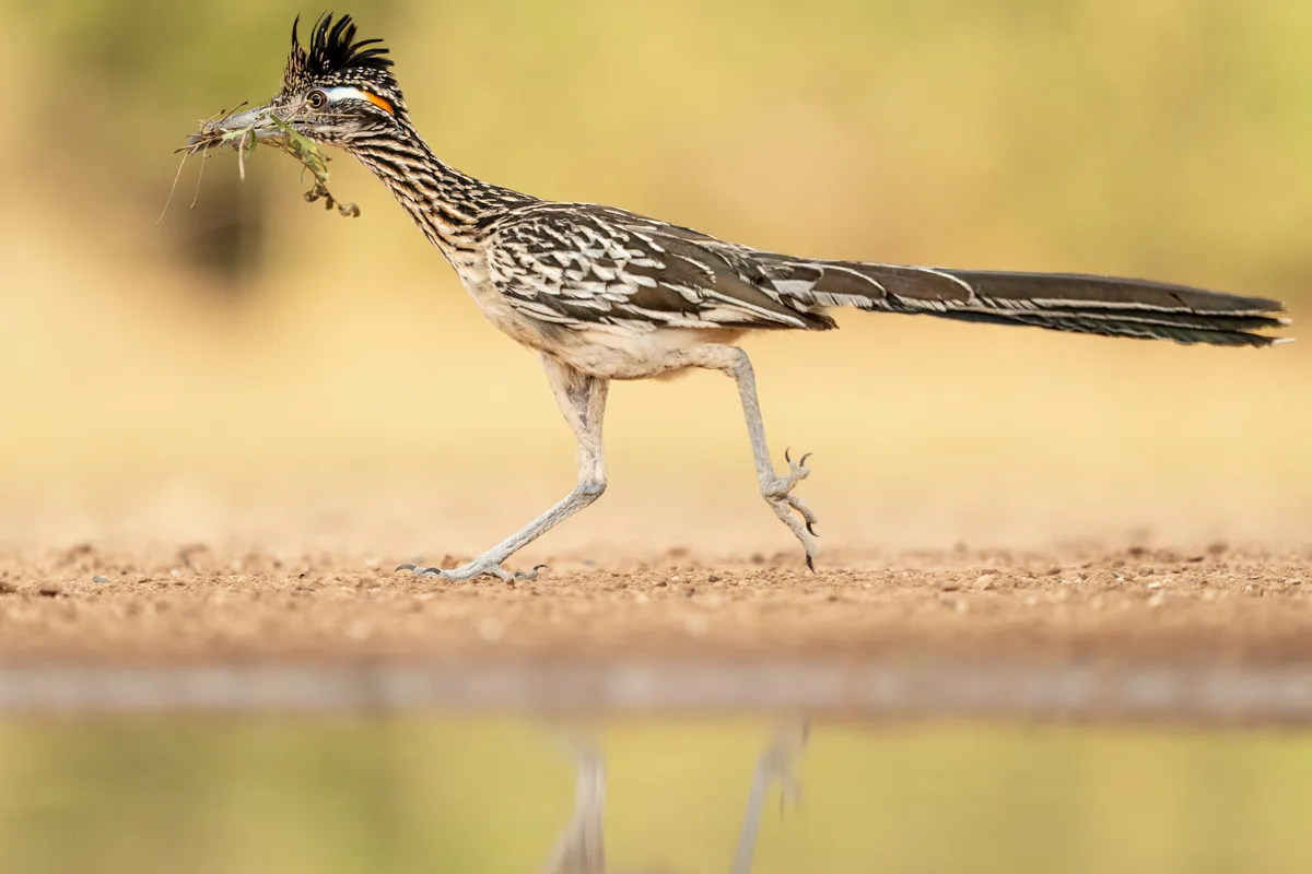 "Beep", "beep". Här kommer roadrunnern springande på marknivå med en liten kvist i näbben och full fart mot nästa äventyr. Ett härligt möte med en av södra Texas mest karaktäristiska fåglar.