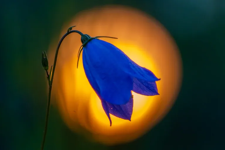 Kreativ makrofoto av blåklocka med orange bakgrundsbelysning från ficklampa och färgfilter